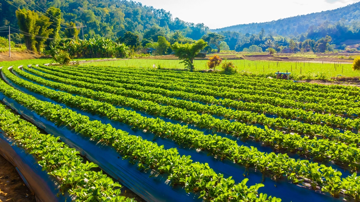 Agriculture